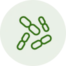 Clostridium Perfringens