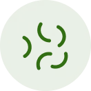 Clostridium Sporogenes