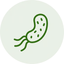 Escherichia Coli 