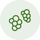 Staphylococcus
